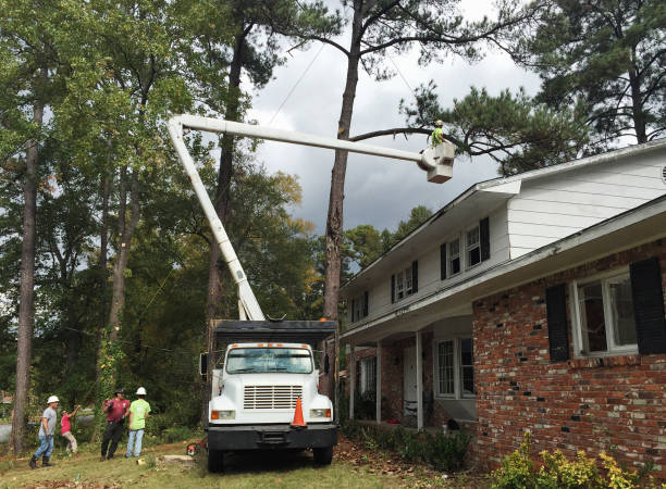 How Our Tree Care Process Works  in  Holyoke, MA