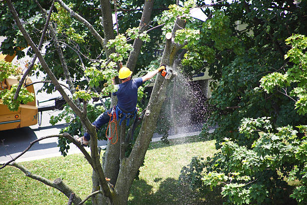 Best Hazardous Tree Removal  in Holyoke, MA
